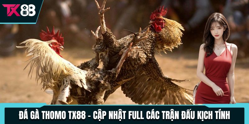 Đá Gà Thomo TX88 - Cập Nhật Full Các Trận Đấu Kịch Tính 3 da ga thomo tx88 cap nhat full cac tran dau kich tinh